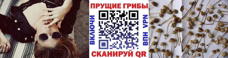 купить наркотик  Вышний Волочёк  Псилоцибиновые грибы Cubensis 